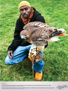 Facloner Rodney Stotts kneels in the grass while mounting a rescused red tail hawk on his left arm.