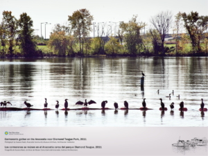 Fifteen cormorants are gathered along a trash trap netting seen bobbing in a horizontal line across the river. Additional cormorants are gathered in the background. A treeline of Anacostia Park is seen in the background.