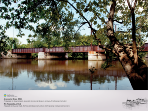 A maple tree hangs over the Anacostia River on an overcast day. Train tracks are fetured in the background.